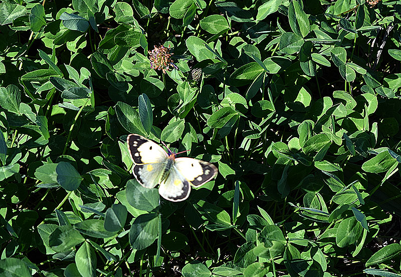 Colias crocea f. helice, Pieridae